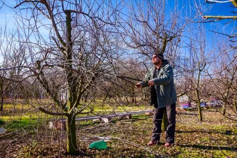 Gardener is cutting branches, pruning fruit trees with shears in the orchard Stock Photos