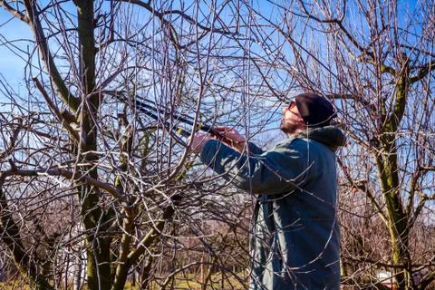 Gardener is cutting branches, pruning fruit trees with shears in the orchard Stock Photos