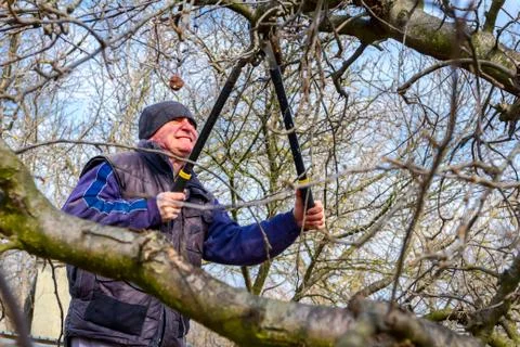 Gardener is cutting branches, pruning fruit trees with shears in the orchard Stock Photos