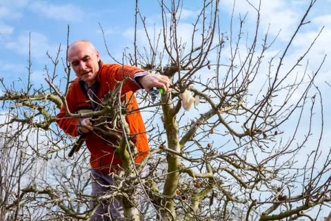 Gardener is cutting branches, pruning fruit trees with shears in the orchard Stock Photos