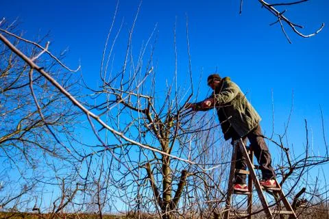 Gardener is cutting branches, pruning fruit trees with pruning shears Stock Photos