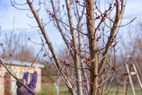 Gardener is cutting branches, pruning fruit trees with pruning shears Stock Photos