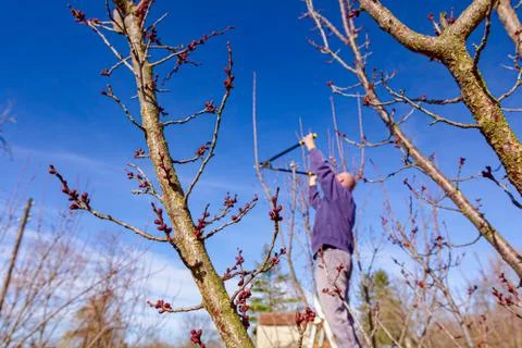 Gardener is cutting branches, pruning fruit trees with pruning shears Stock Photos