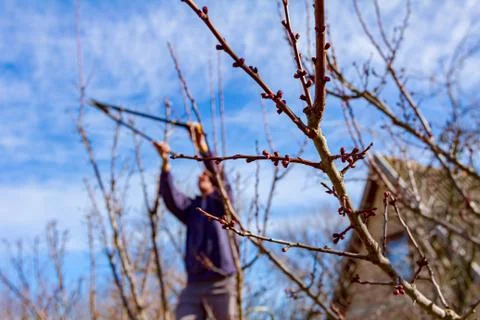 Gardener is cutting branches, pruning fruit trees with pruning shears Stock Photos