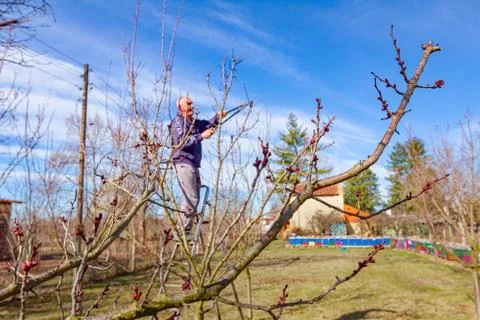 Gardener is cutting branches, pruning fruit trees with pruning shears Stock Photos