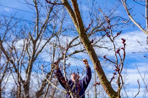 Gardener is cutting branches, pruning fruit trees with pruning shears Stock Photos