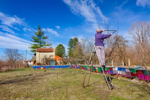 Gardener is cutting branches, pruning fruit trees with pruning shears Stock Photos