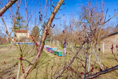 Gardener is cutting branches, pruning fruit trees with pruning shears Stock Photos