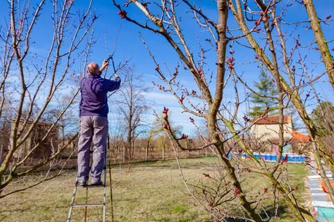 Gardener is cutting branches, pruning fruit trees with pruning shears Stock Photos