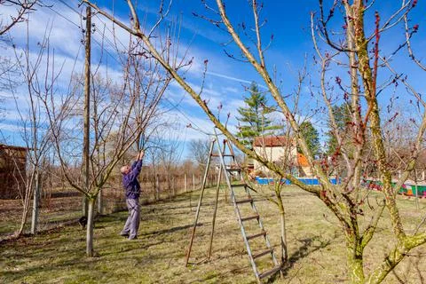 Gardener is cutting branches, pruning fruit trees with pruning shears Stock Photos