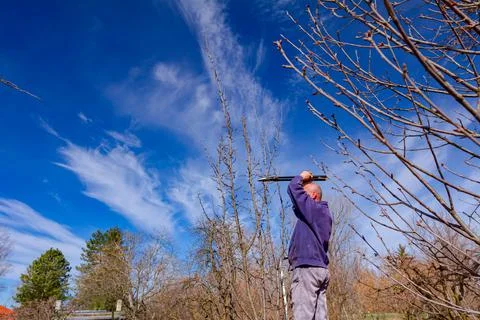 Gardener is cutting branches, pruning fruit trees with pruning shears Stock Photos