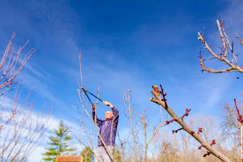 Gardener is cutting branches, pruning fruit trees with pruning shears Stock Photos