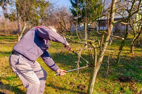 Gardener is cutting branches, pruning fruit trees with long shears Stock Photos