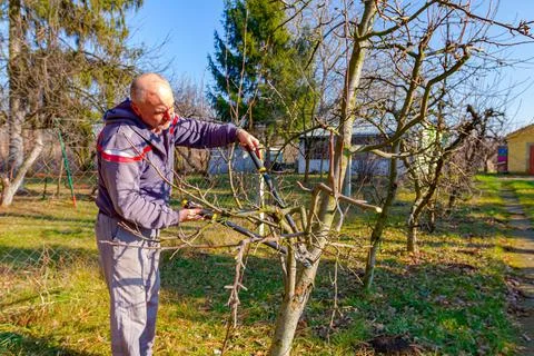 Gardener is cutting branches, pruning fruit trees with long shears Stock Photos