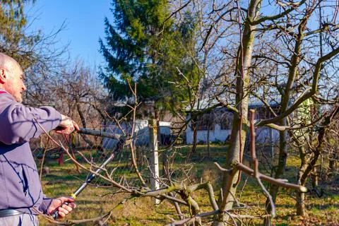 Gardener is cutting branches, pruning fruit trees with long shears Stock Photos