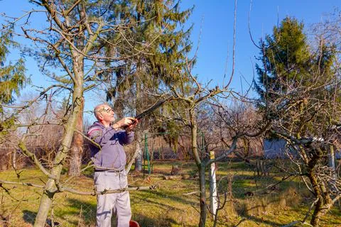 Gardener is cutting branches, pruning fruit trees with long shears Stock Photos