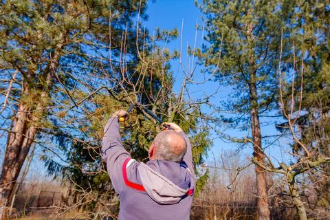 Gardener is cutting branches, pruning fruit trees with long shears Stock Photos