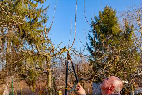 Gardener is cutting branches, pruning fruit trees with long shears Stock Photos