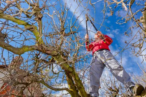 Gardener is cutting branches, pruning fruit trees with pruning shears Stock Photos