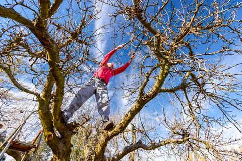Gardener is cutting branches, pruning fruit trees with pruning shears Stock Photos