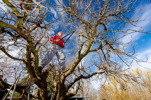 Gardener is cutting branches, pruning fruit trees with pruning shears Stock Photos