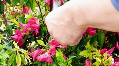 Gardener cutting flower Stock Footage 68785211