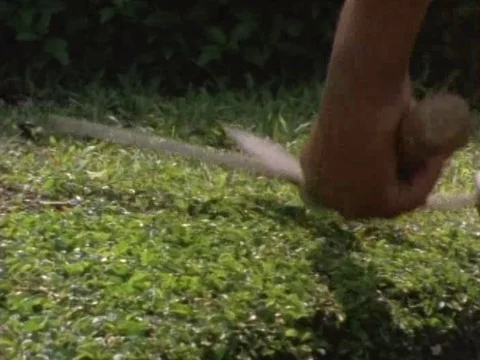 Gardener cutting grass with scissors Stock Footage 79877939