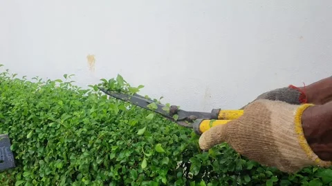 Gardener Cutting Hedge with Hand Pruning Shears Stock Footage 315466241
