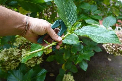 Gardener cutting hydrangea stem with pruning shears in garden Stock Photos
