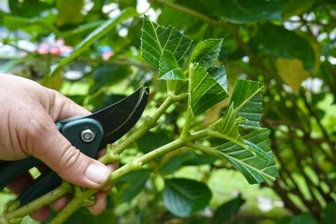 Gardener cutting hydrangea stems with pruning shears for plant propagation Stock Photos