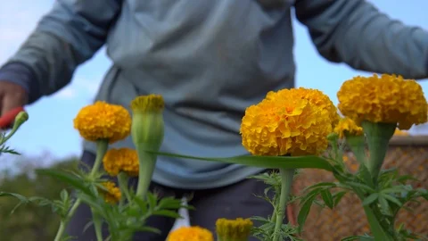Gardener cutting marigold . Video stock 116240430