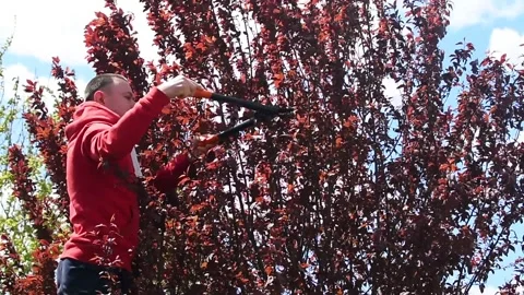 Gardener cutting plum tree branch with pruning shears. Stock Footage 335384176