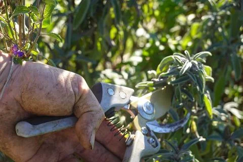 Gardener cutting sage with pruning shears in garden Stock Photos