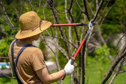 Gardener is cutting tree branches with a pruner Stock Photos