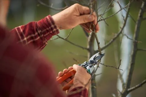Gardener cutting tree branches with pruner. Stock Photos
