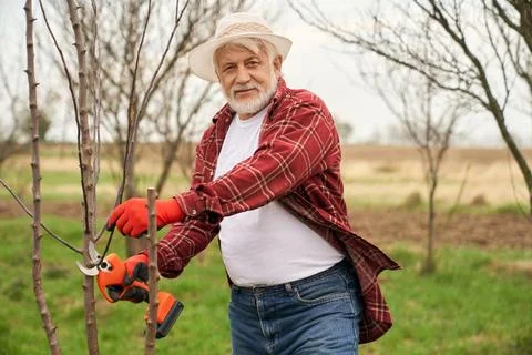 Gardener cutting tree branches with pruner. Stock Photos