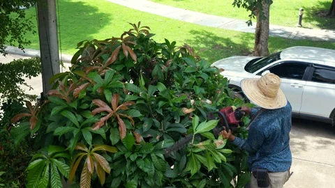 Gardener cutting tree branches with tree trimming machine. Vidéo 251300857