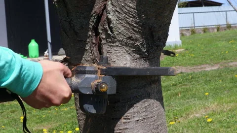 Gardener cutting a tree with a small electric chainsaw 스톡 동영상 338346728