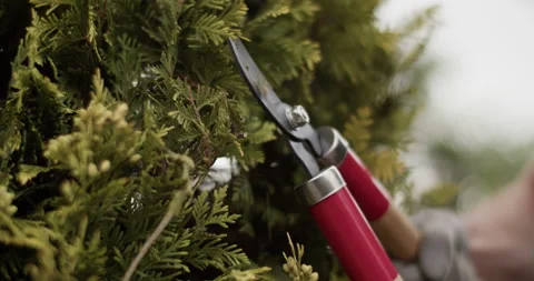 Gardener cutting twigs of tree with shears Stock Footage 202140562