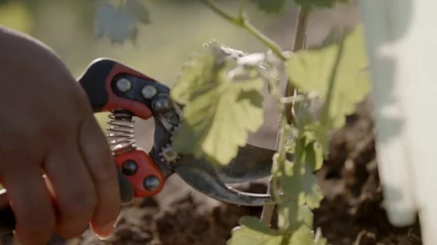 Gardener cutting vine 库存影片 124768519