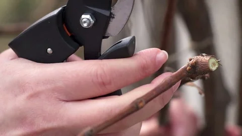 Gardener cutting the vine in the spring Stock Footage 73551069