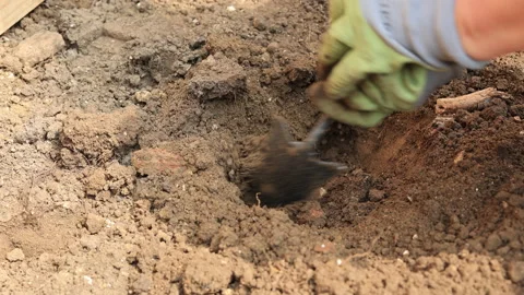Gardener Dig 스톡 동영상 157695203