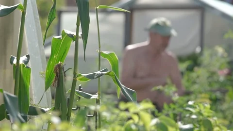 Gardener digging in the garden. Soil preparing for planting in spring. Gardening Stock-Footage 115768810