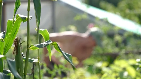 Gardener digging in the garden. Soil preparing for planting in spring. Gardening Stock Footage 115768922