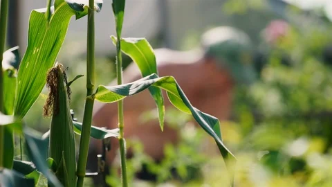 Gardener digging in the garden. Soil preparing for planting in spring. Gardening Video stock 115768981