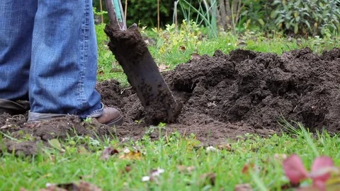 Gardener digging in a garden with a spade. Spring gardening Stock Footage 82690793