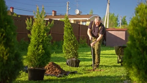 Gardener digging hole in backyard for planting thuja tree Stock Footage 335899585