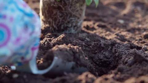 A gardener digging a hole in a garden bed with a shovel to plant flowers. Stock Footage 313790933