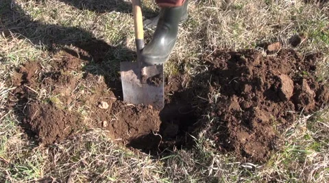 Gardener digging hole pit for apple tree in spring Stock Footage 45374466