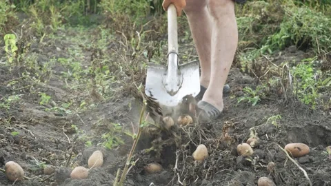 A gardener is digging in a plot of earth Stock Footage 316981218